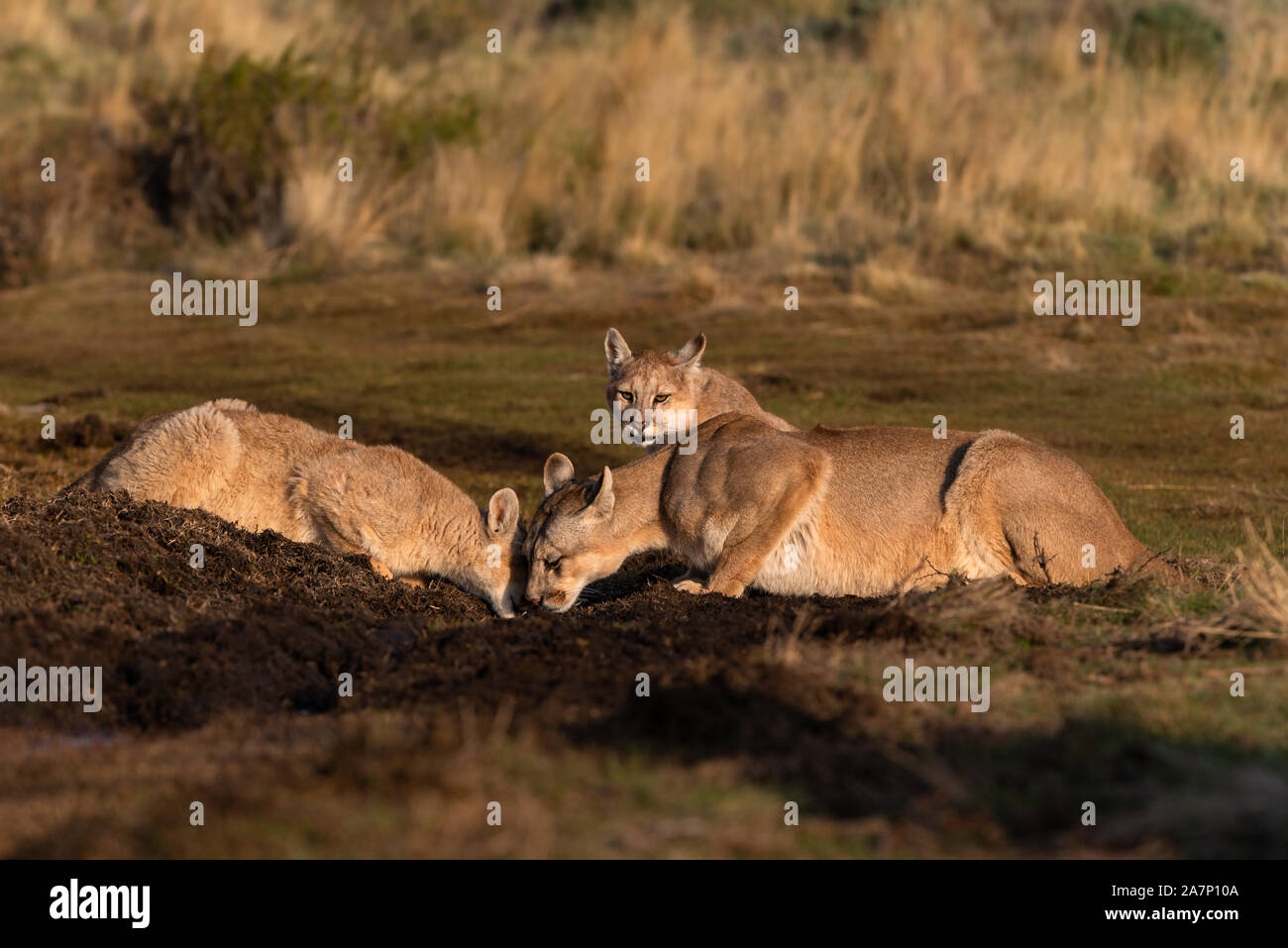 Puma drinking hi-res stock photography and images - Alamy