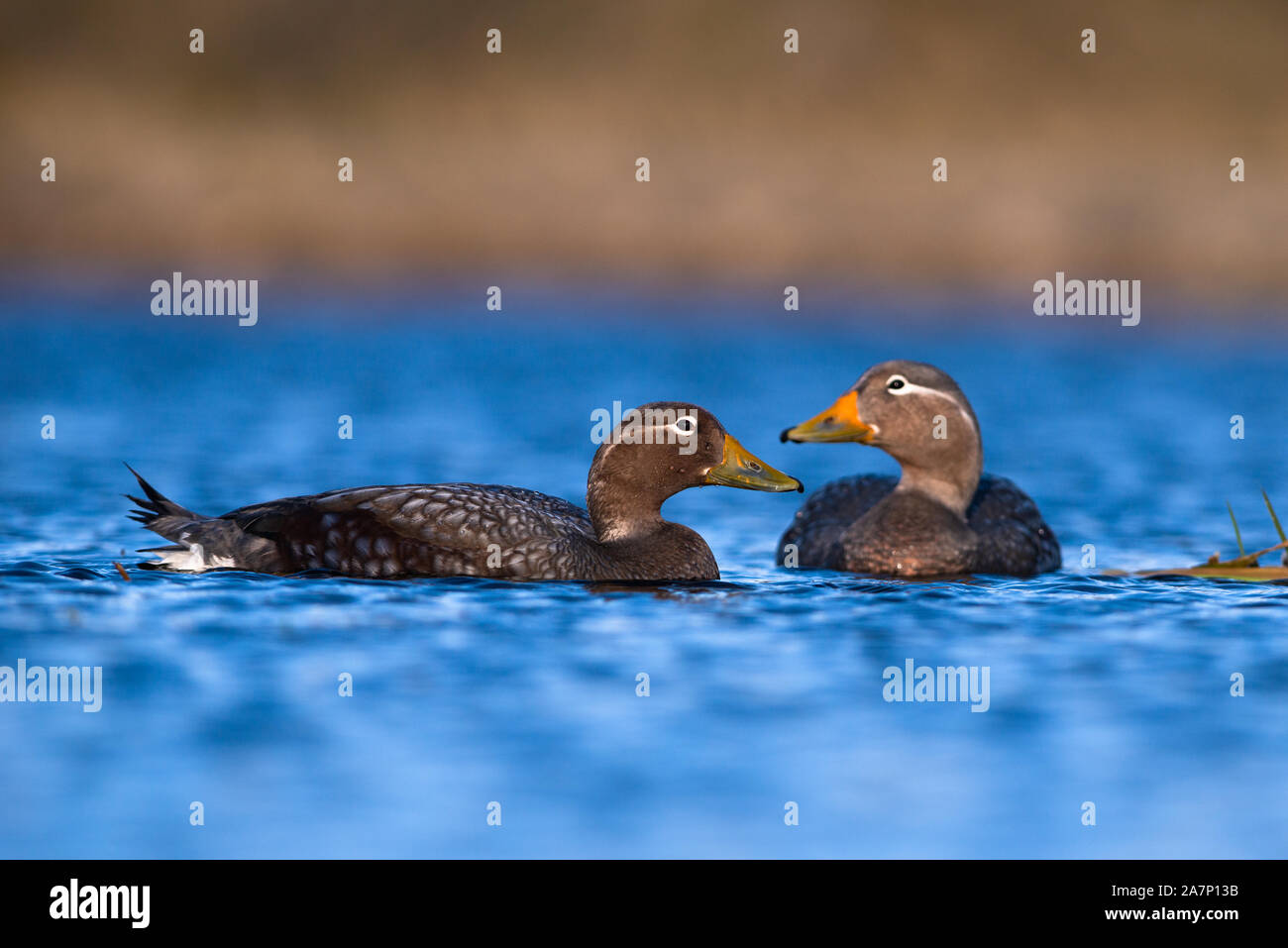 A pair of Flying Steamer Ducks (Tachyeres patachonicus) in Torres del Paine National Park, Chile Stock Photo