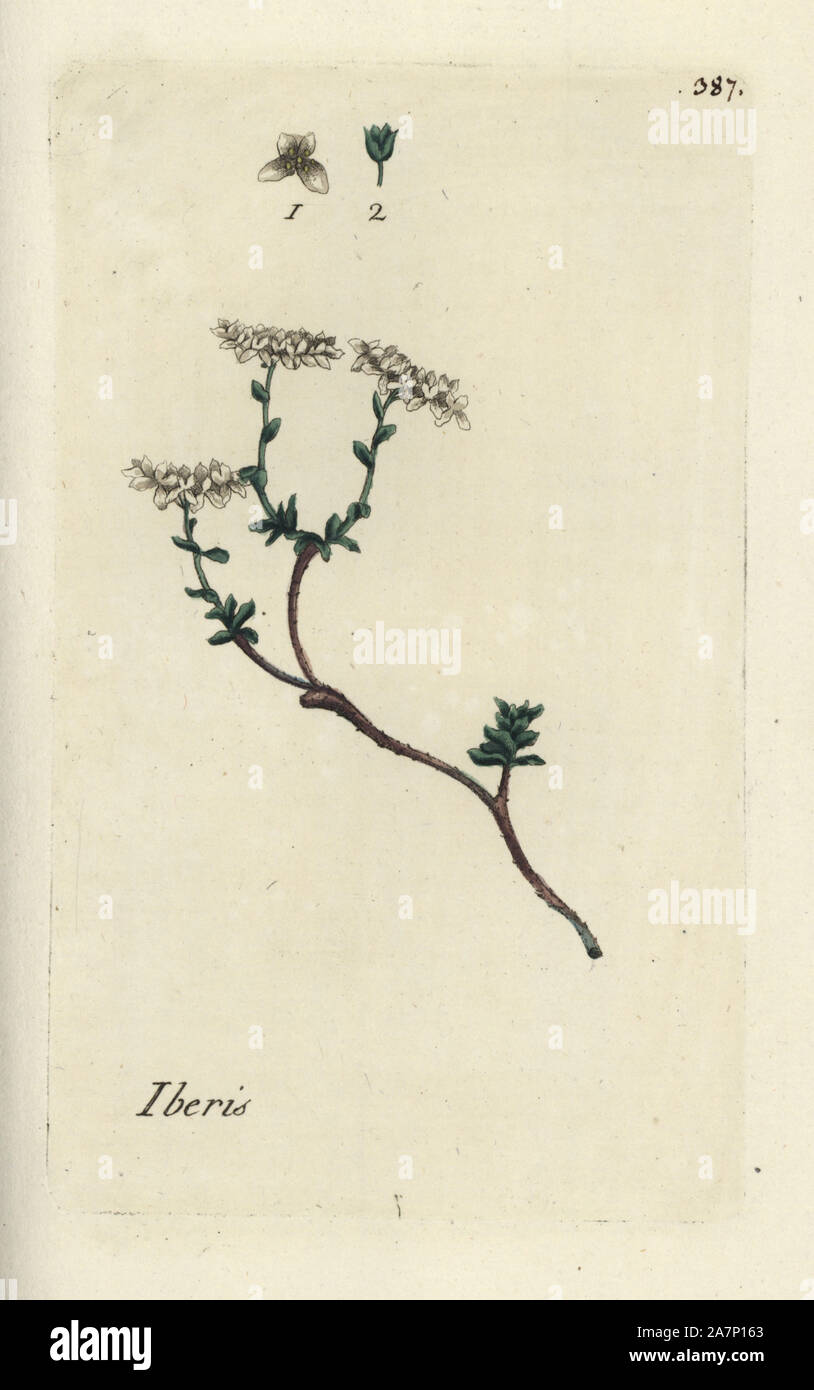 Annual candytuft, Iberis saxatilis. Handcoloured botanical drawn and engraved by Pierre Bulliard from his own 'Flora Parisiensis,' 1776, Paris, P. F. Didot. Pierre Bulliard (1752-1793) was a famous French botanist who pioneered the three-colour-plate printing technique. His introduction to the flowers of Paris included 640 plants. Stock Photo