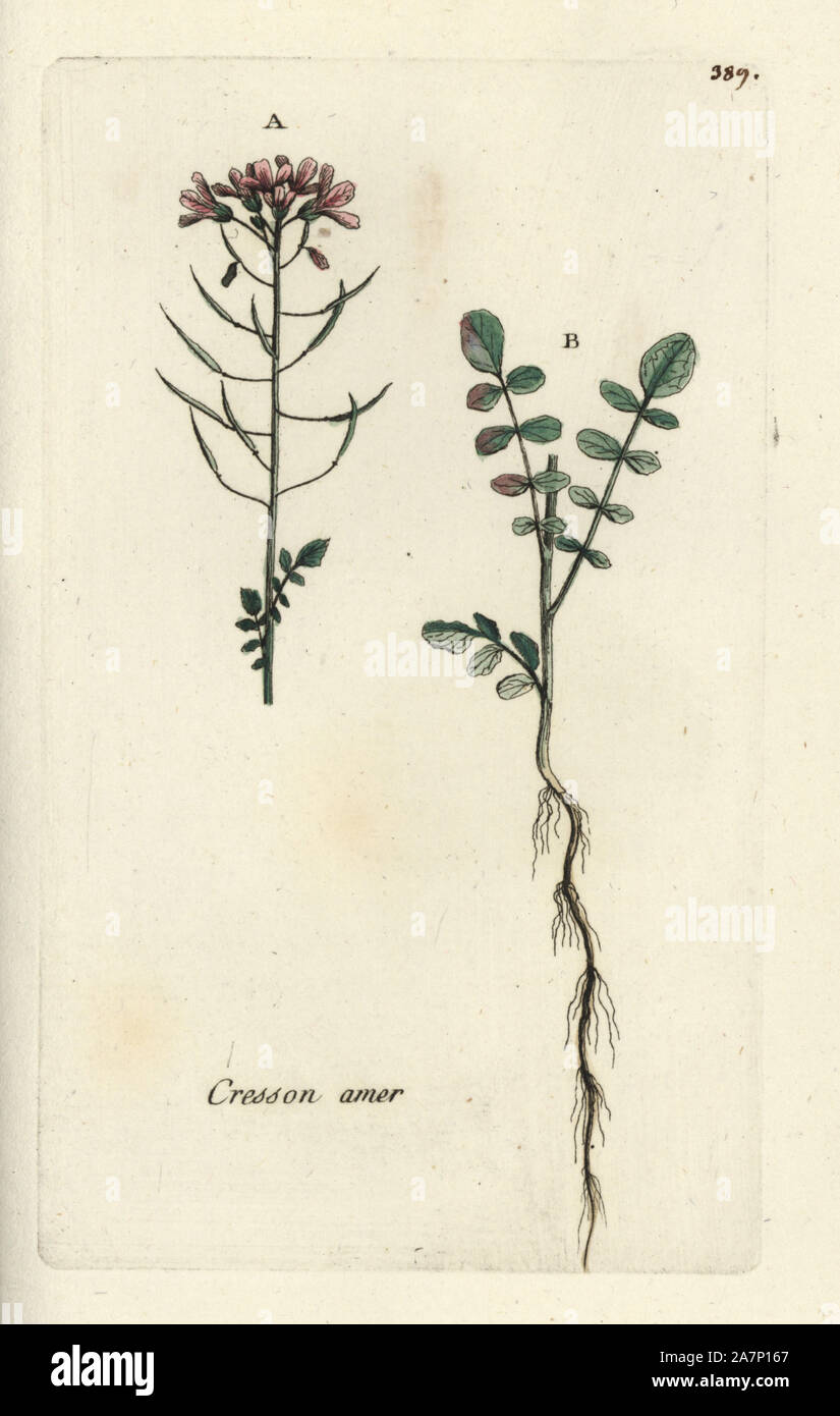 Large bittercress, Cardamine amara. Handcoloured botanical drawn and engraved by Pierre Bulliard from his own 'Flora Parisiensis,' 1776, Paris, P. F. Didot. Pierre Bulliard (1752-1793) was a famous French botanist who pioneered the three-colour-plate printing technique. His introduction to the flowers of Paris included 640 plants. Stock Photo