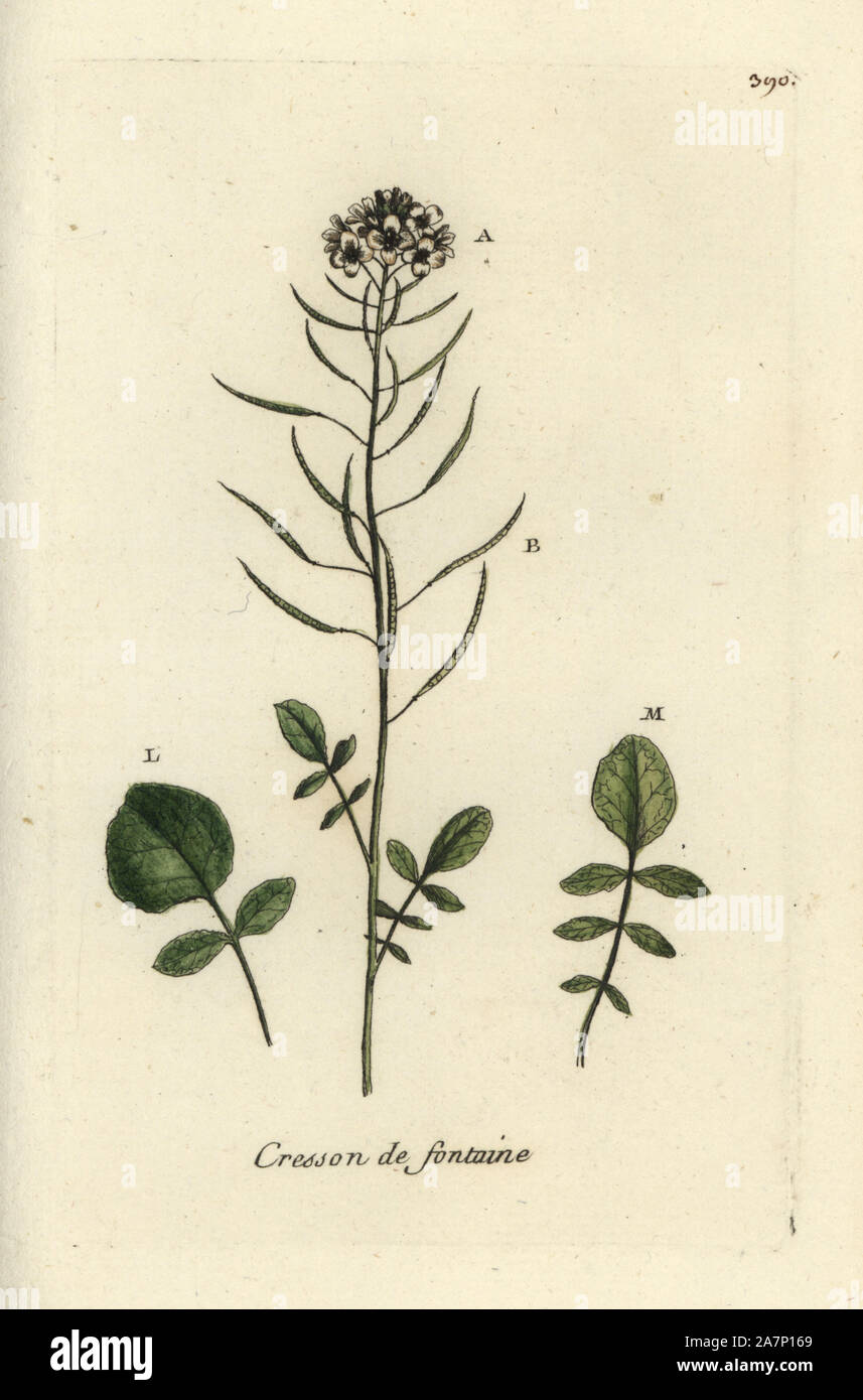 Watercress, Nasturtium officinale. Handcoloured botanical drawn and engraved by Pierre Bulliard from his own 'Flora Parisiensis,' 1776, Paris, P. F. Didot. Pierre Bulliard (1752-1793) was a famous French botanist who pioneered the three-colour-plate printing technique. His introduction to the flowers of Paris included 640 plants. Stock Photo