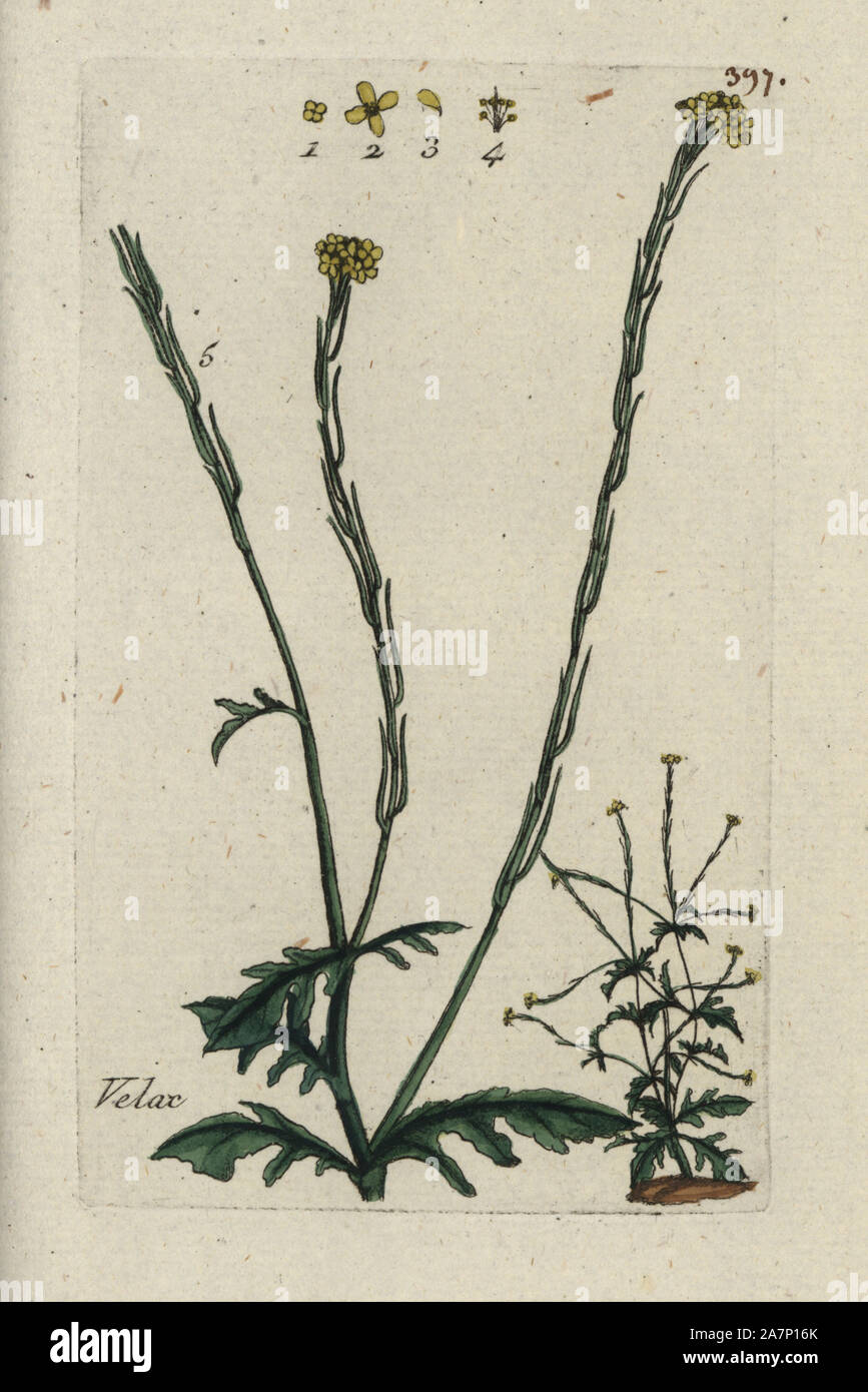 Hedge mustard, Sisymbrium officinale.  Handcoloured botanical drawn and engraved by Pierre Bulliard from his own 'Flora Parisiensis,' 1776, Paris, P. F. Didot. Pierre Bulliard (1752-1793) was a famous French botanist who pioneered the three-colour-plate printing technique. His introduction to the flowers of Paris included 640 plants. Stock Photo