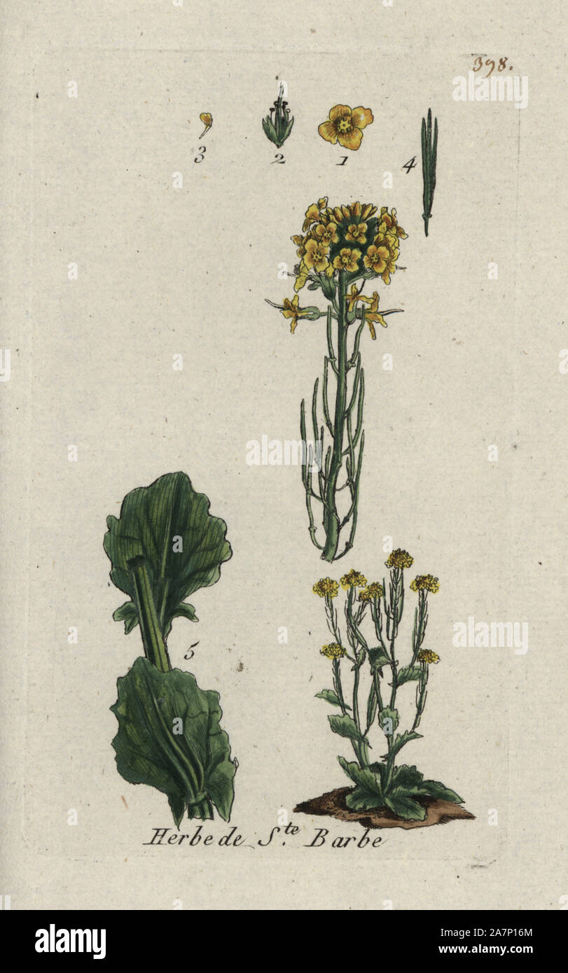 Wintercress, Barbarea vulgaris. Handcoloured botanical drawn and engraved by Pierre Bulliard from his own 'Flora Parisiensis,' 1776, Paris, P. F. Didot. Pierre Bulliard (1752-1793) was a famous French botanist who pioneered the three-colour-plate printing technique. His introduction to the flowers of Paris included 640 plants. Stock Photo