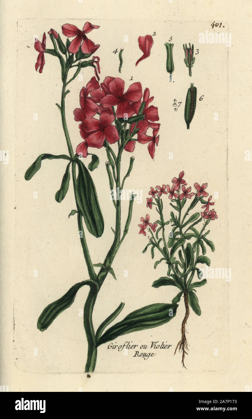 Hoary stock, Matthiola incana. Handcoloured botanical drawn and engraved by Pierre Bulliard from his own "Flora Parisiensis," 1776, Paris, P. F. Didot. Pierre Bulliard (1752-1793) was a famous French botanist who pioneered the three-colour-plate printing technique. His introduction to the flowers of Paris included 640 plants. Stock Photo