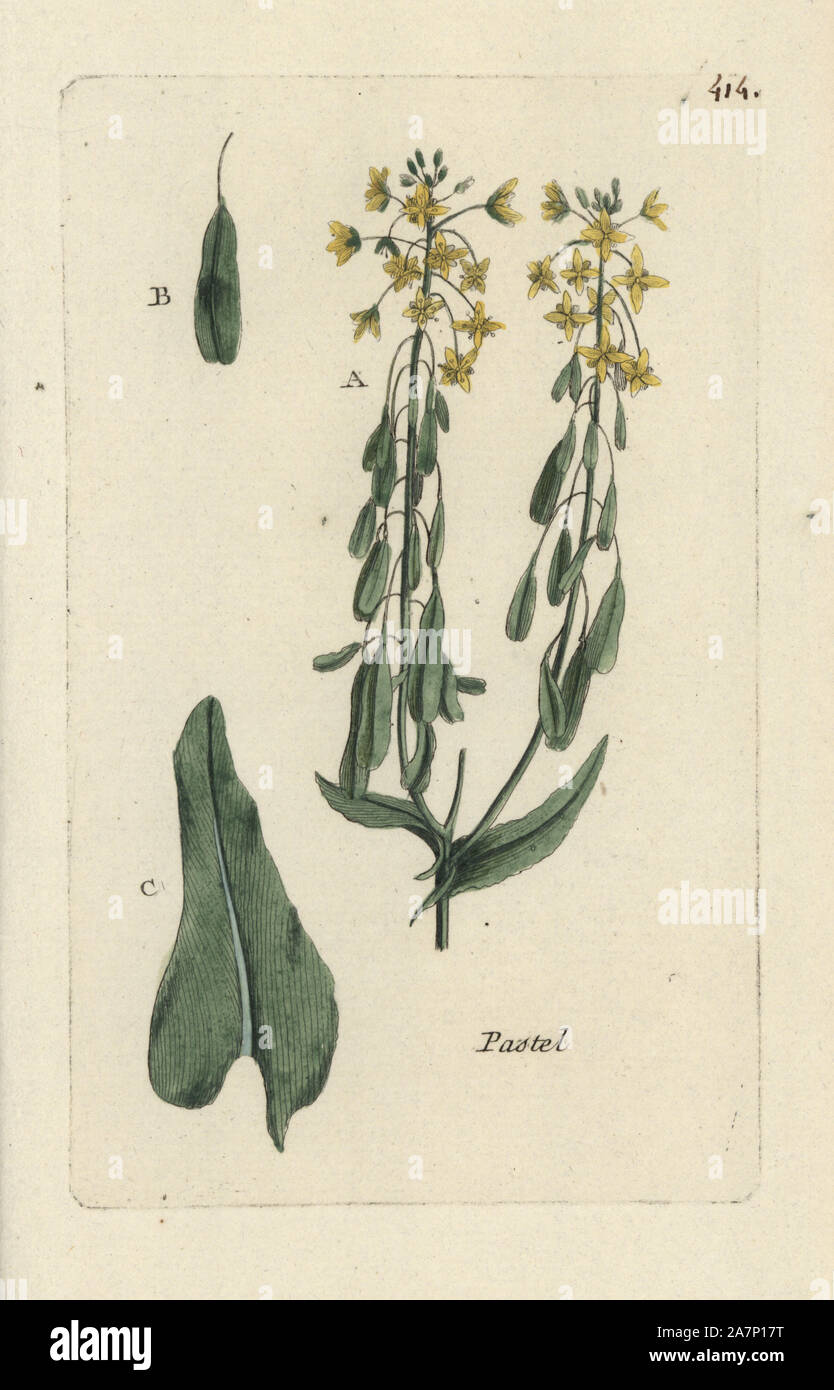 Dyer's woad, Isatis tinctoria. Handcoloured botanical drawn and engraved by Pierre Bulliard from his own 'Flora Parisiensis,' 1776, Paris, P. F. Didot. Pierre Bulliard (1752-1793) was a famous French botanist who pioneered the three-colour-plate printing technique. His introduction to the flowers of Paris included 640 plants. Stock Photo