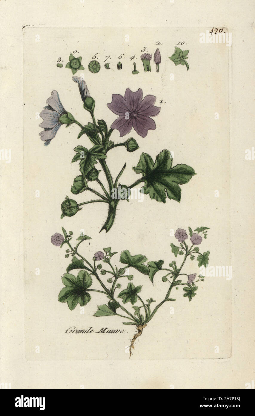P sylvestris hi-res stock photography and images - Alamy