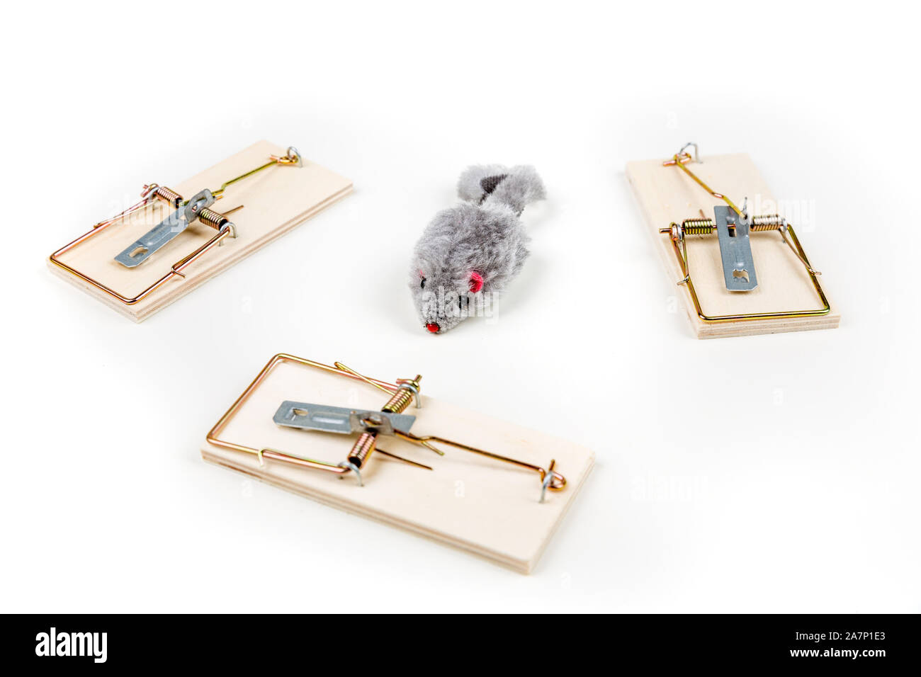 Grey toy mouse prowling around multiple wood mouse traps Stock Photo