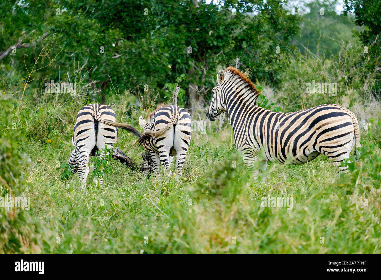 Three zebras hires stock photography and images Alamy