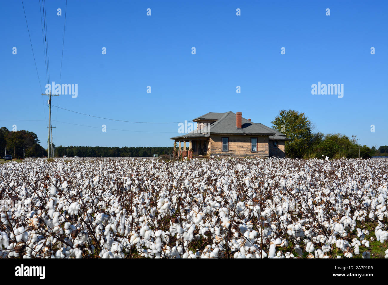 Cotton fields are ready to harvest next to an abandoned farm house in