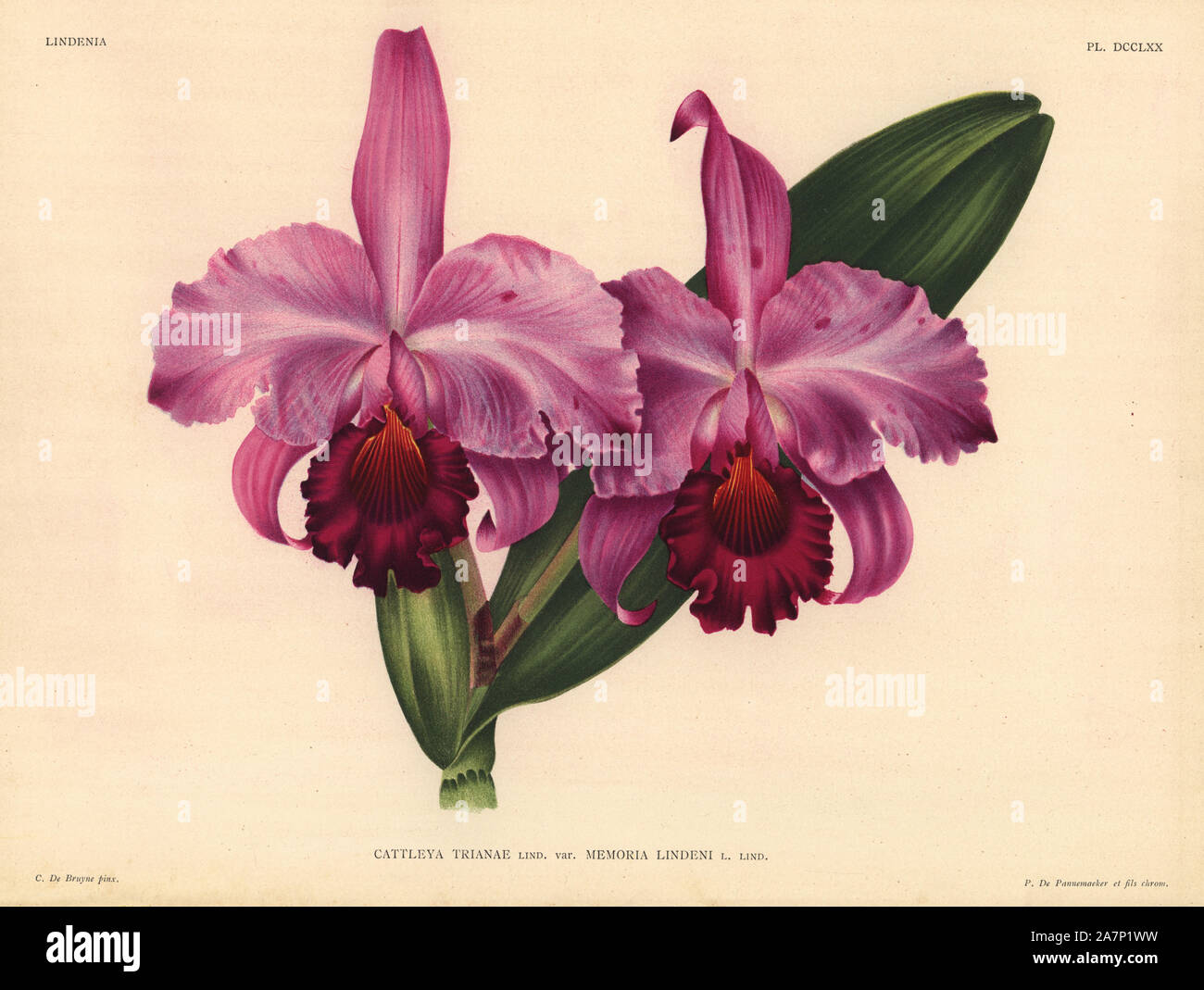Cattleya trianae Lind. var. Memoria Lindeni hybrid orchid. Illustration drawn by C. de Bruyne and chromolithographed by P. de Pannemaeker et fils from Lucien Linden's 'Lindenia, Iconographie des Orchidees,' Brussels, 1902. Stock Photo