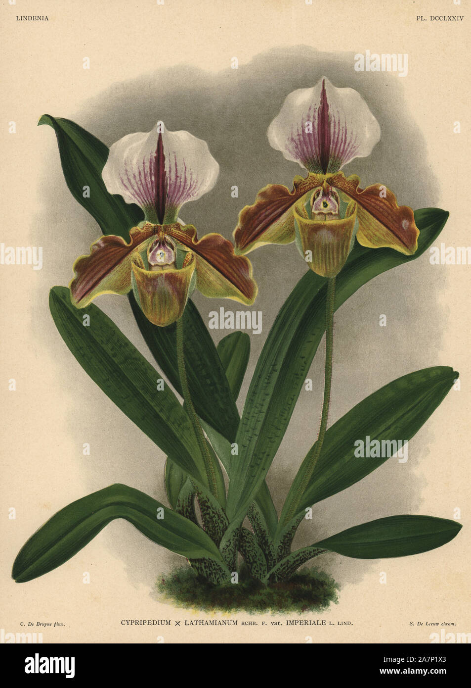 Imperiale variety of Cypripedium x Lathamianum hybrid orchid. Illustration drawn by C. de Bruyne and chromolithographed by S. de Leeuw from Lucien Linden's 'Lindenia, Iconographie des Orchidees,' Brussels, 1902. Stock Photo