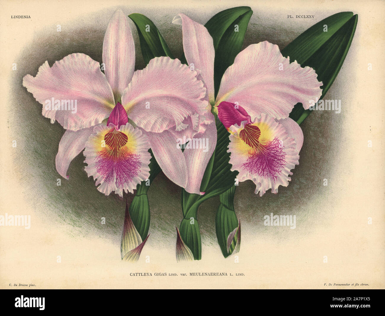 Meulenaereana variety of Cattleya gigas, Lind., hybrid orchid. Illustration drawn by C. de Bruyne and chromolithographed by P. de Pannemaeker et fils from Lucien Linden's 'Lindenia, Iconographie des Orchidees,' Brussels, 1902. Stock Photo