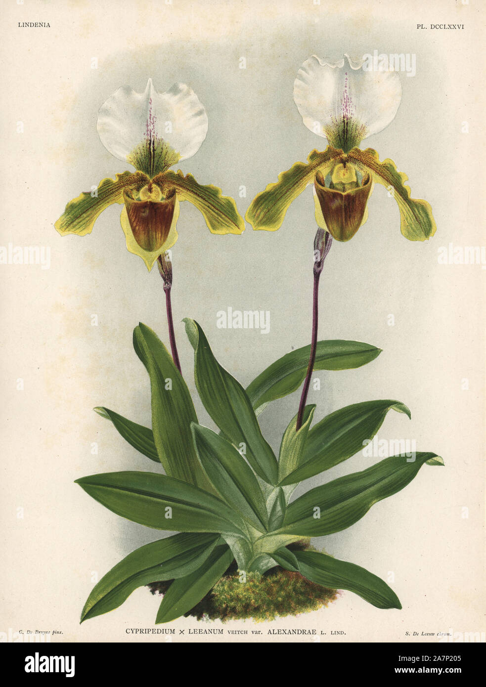 Alexandrae variety of Cypripedium x Leeanum, Veitch, hybrid orchid. Illustration drawn by C. de Bruyne and chromolithographed by S. de Leeuw from Lucien Linden's 'Lindenia, Iconographie des Orchidees,' Brussels, 1902. Stock Photo