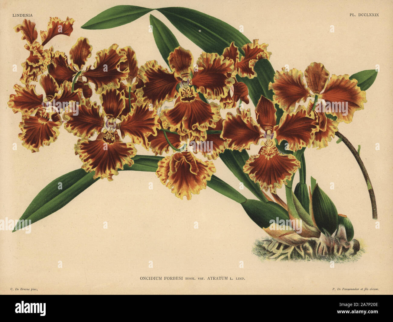 Reverend Forbes' Oncidium, Gomesa forbesii, Oncidium forbesii. Illustration drawn by C. de Bruyne and chromolithographed by P. de Pannemaeker et fils from Lucien Linden's 'Lindenia, Iconographie des Orchidees,' Brussels, 1902. Stock Photo