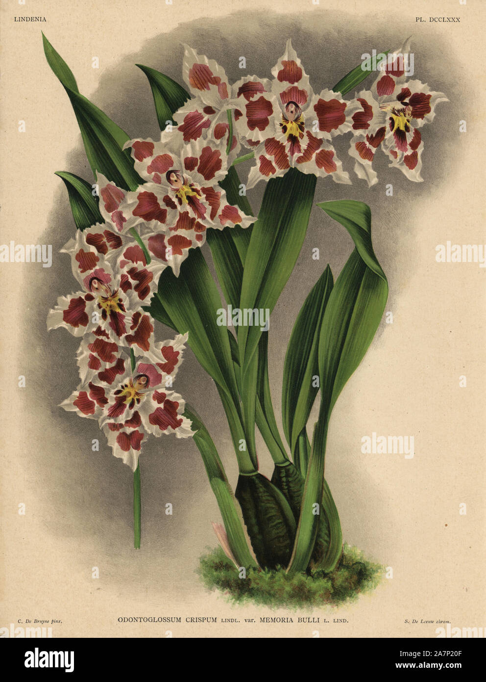 Memoria Bulli variety of Odontoglossum crispum orchid. Illustration drawn by C. de Bruyne and chromolithographed by S. de Leeuw from Lucien Linden's "Lindenia, Iconographie des Orchidees," Brussels, 1902. Stock Photo