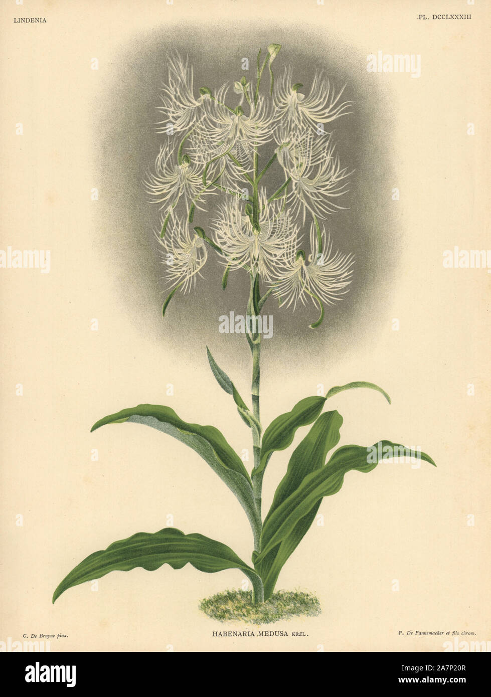 Habenaria medusa, Krzl., orchid. Illustration drawn by C. de Bruyne and chromolithographed by P. de Pannemaeker et fils from Lucien Linden's 'Lindenia, Iconographie des Orchidees,' Brussels, 1902. Stock Photo