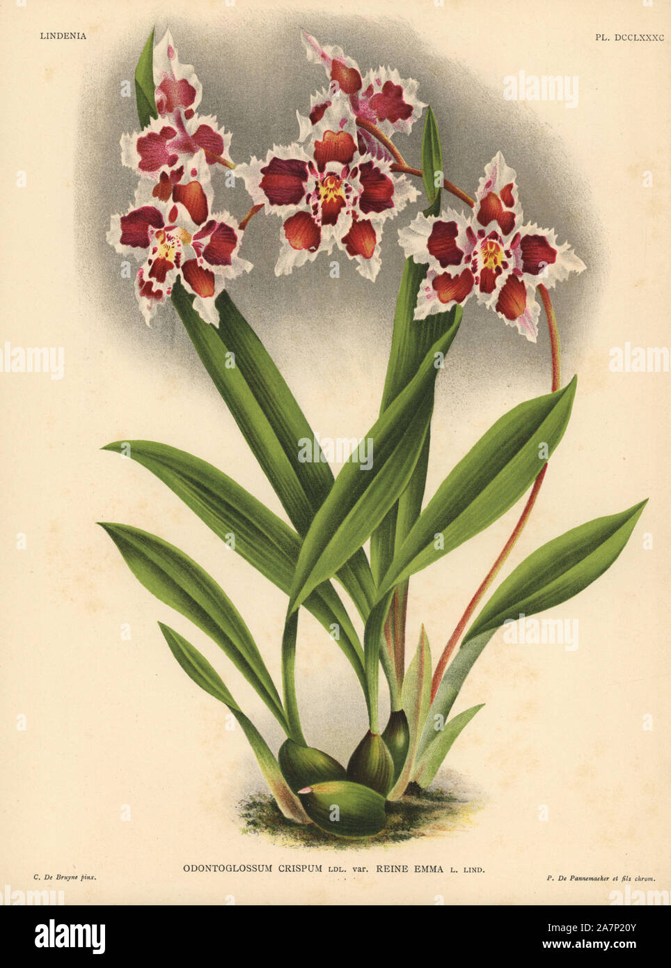 Queen Emma variety of Odontoglossum crispum orchid. Illustration drawn by C. de Bruyne and chromolithographed by P. de Pannemaeker et fils from Lucien Linden's 'Lindenia, Iconographie des Orchidees,' Brussels, 1902. Stock Photo
