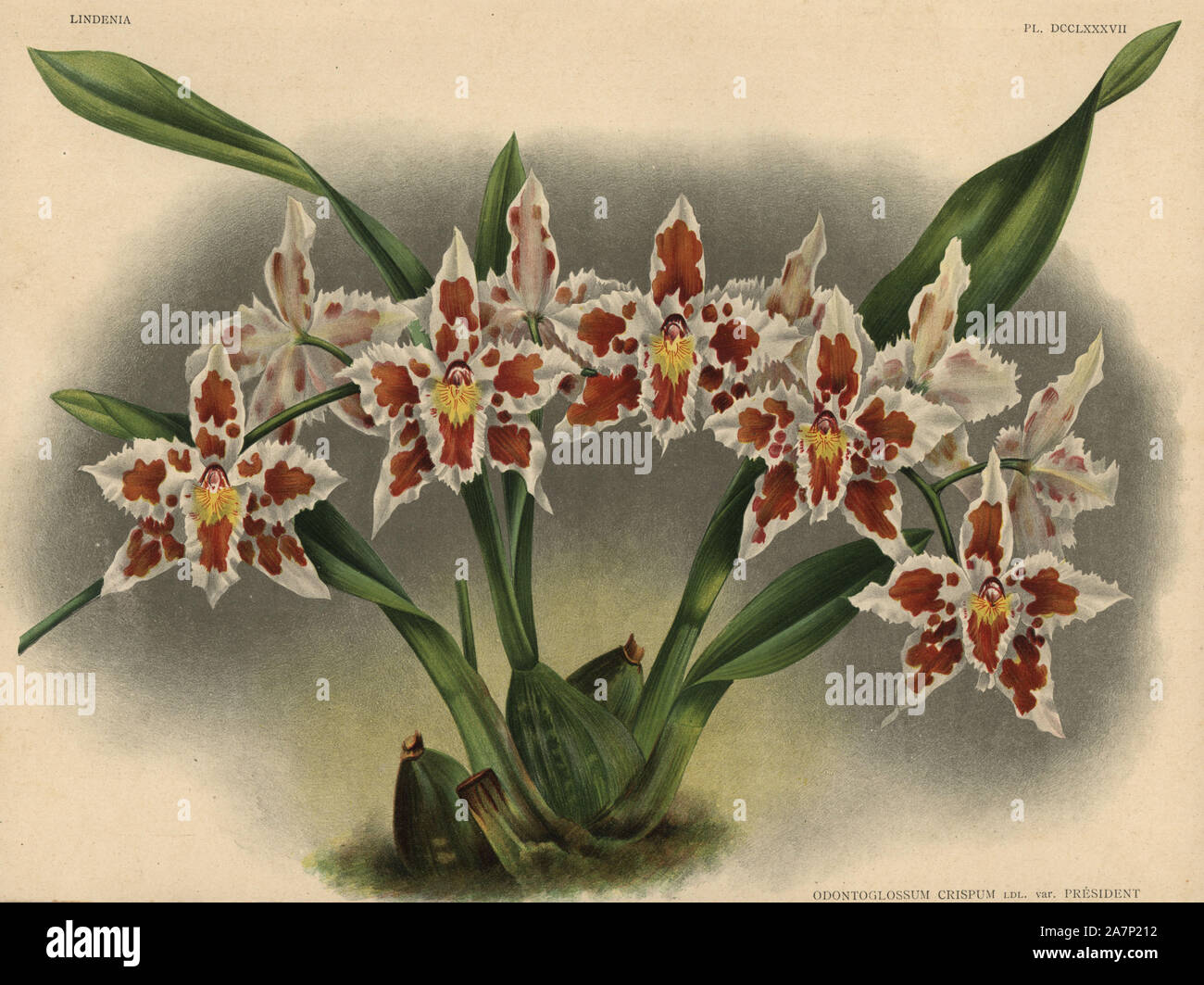 President Roosevelt variety of Odontoglossum crispum orchid. Botanical illustration in chromolithograph from Lucien Linden's 'Lindenia, Iconographie des Orchidees,' Brussels, 1902. Stock Photo