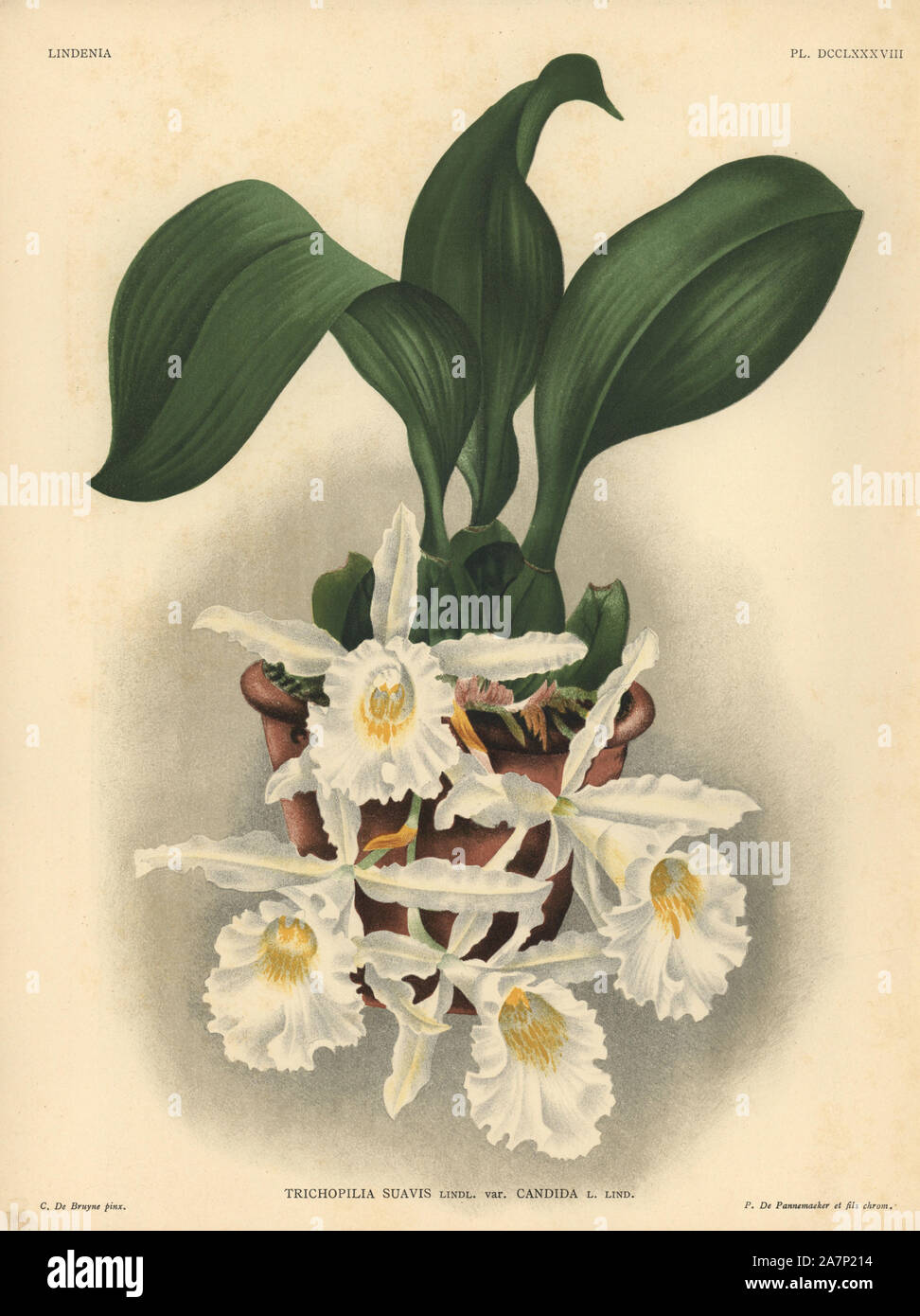 Candida variety of Trichopilia suavis orchid. Illustration drawn by C. de Bruyne and chromolithographed by P. de Pannemaeker et fils from Lucien Linden's 'Lindenia, Iconographie des Orchidees,' Brussels, 1902. Stock Photo