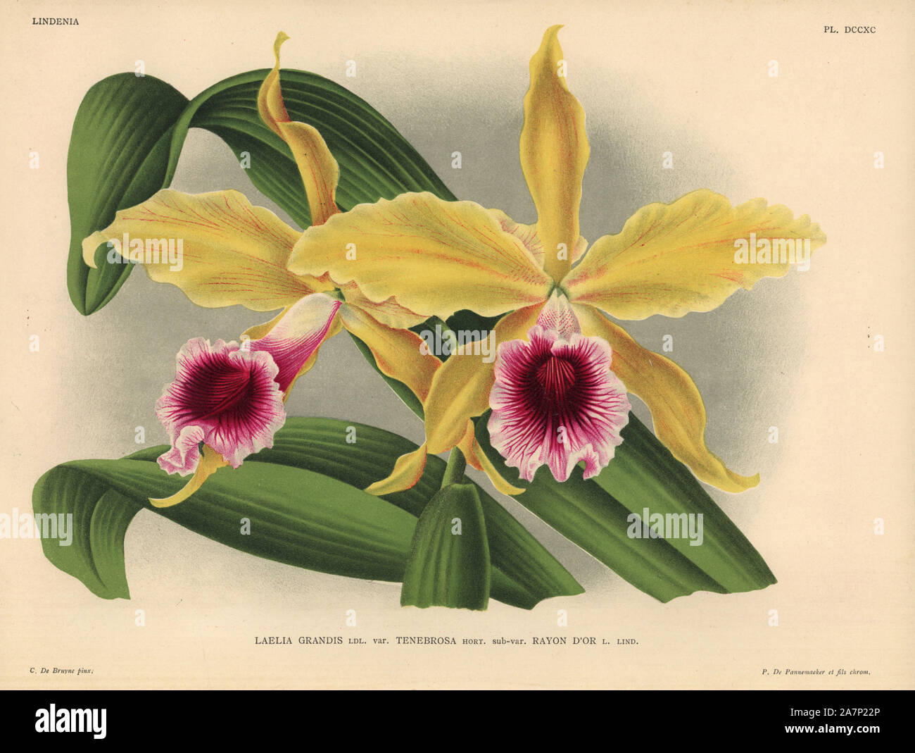 Rayon d'or sub-variety of Laelia grandis tenebrosa orchid. Illustration drawn by C. de Bruyne and chromolithographed by P. de Pannemaeker et fils from Lucien Linden's 'Lindenia, Iconographie des Orchidees,' Brussels, 1902. Stock Photo