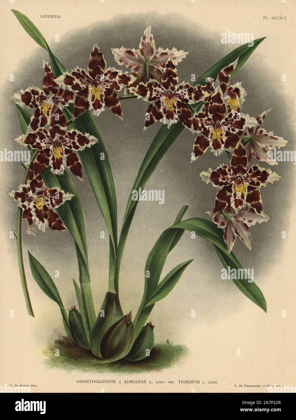 Tigrinum variety of Odontoglossum x Adrianae hybrid orchid. Illustration drawn by C. de Bruyne and chromolithographed by P. de Pannemaeker et fils from Lucien Linden's 'Lindenia, Iconographie des Orchidees,' Brussels, 1902. Stock Photo