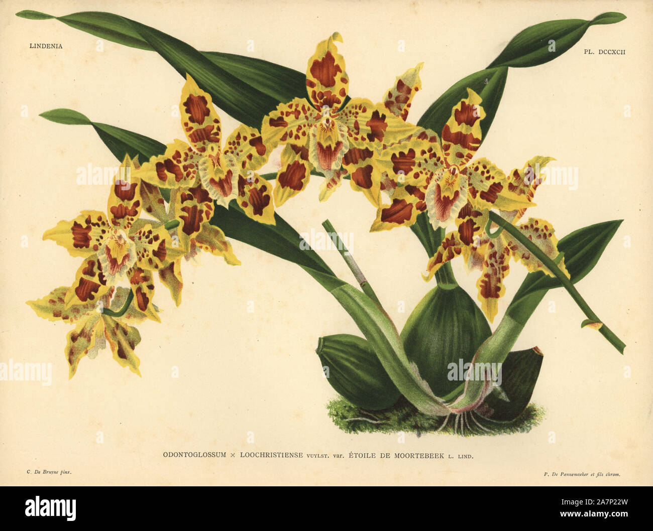 Etoile de Moortebeek variety of Odontoglossum x Loochristiense hybrid orchid. Illustration drawn by C. de Bruyne and chromolithographed by P. de Pannemaeker et fils from Lucien Linden's 'Lindenia, Iconographie des Orchidees,' Brussels, 1902. Stock Photo