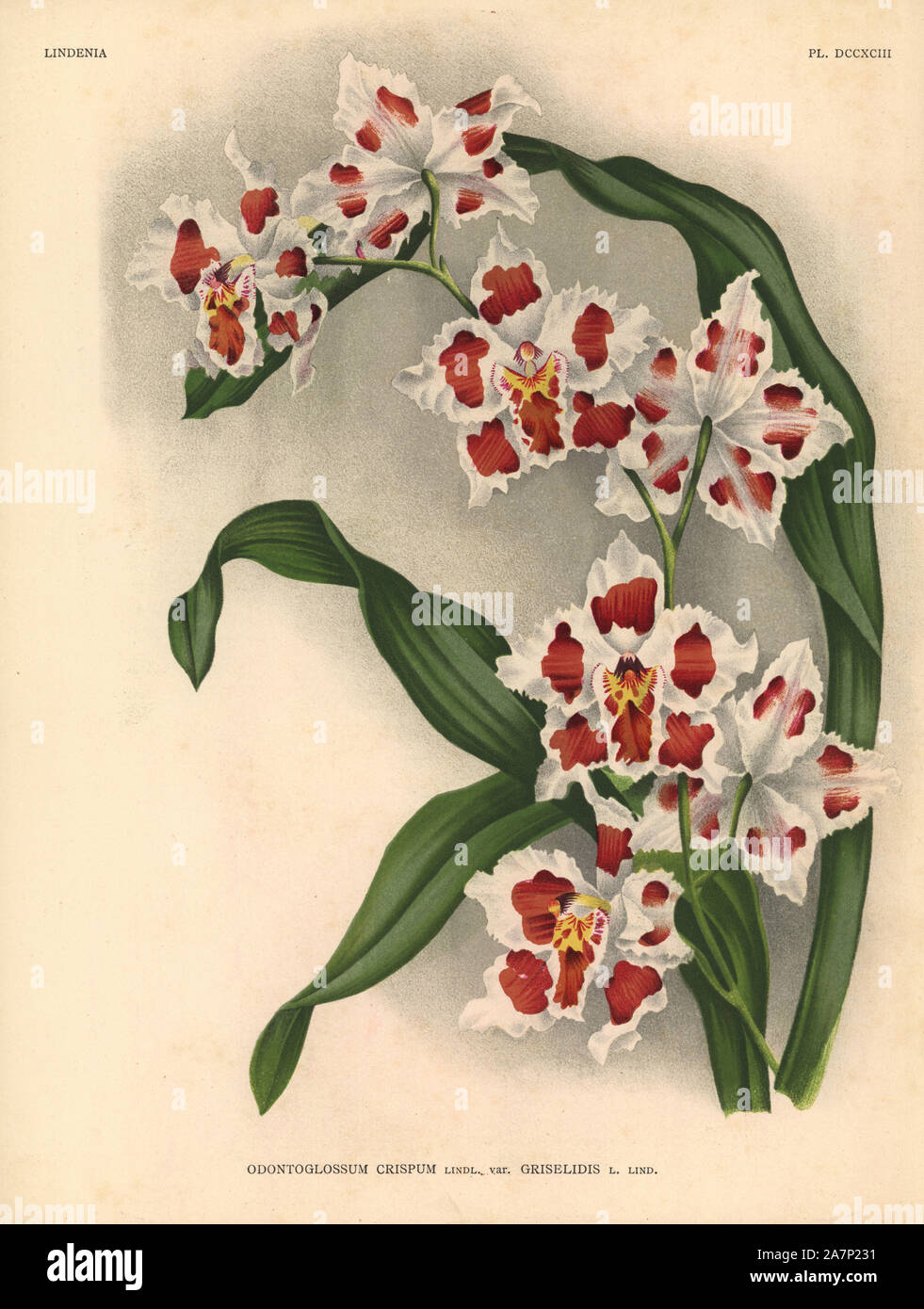 Griselidis variety of Odontoglossum crispum orchid. Botanical illustration in chromolithograph from Lucien Linden's 'Lindenia, Iconographie des Orchidees,' Brussels, 1903. Stock Photo