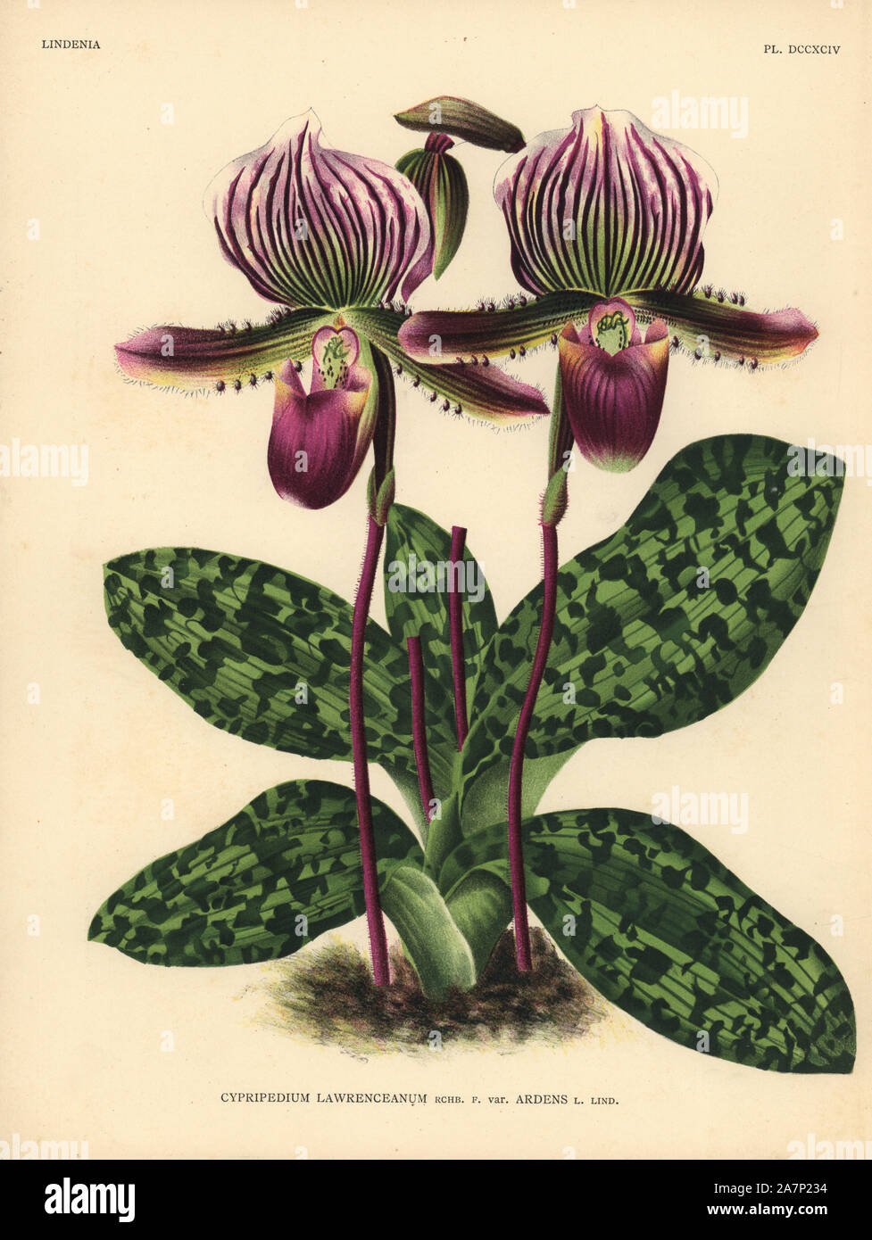 Sir Trevor Lawrence's Cypripedium orchid. Botanical illustration in chromolithograph from Lucien Linden's 'Lindenia, Iconographie des Orchidees,' Brussels, 1903. Stock Photo