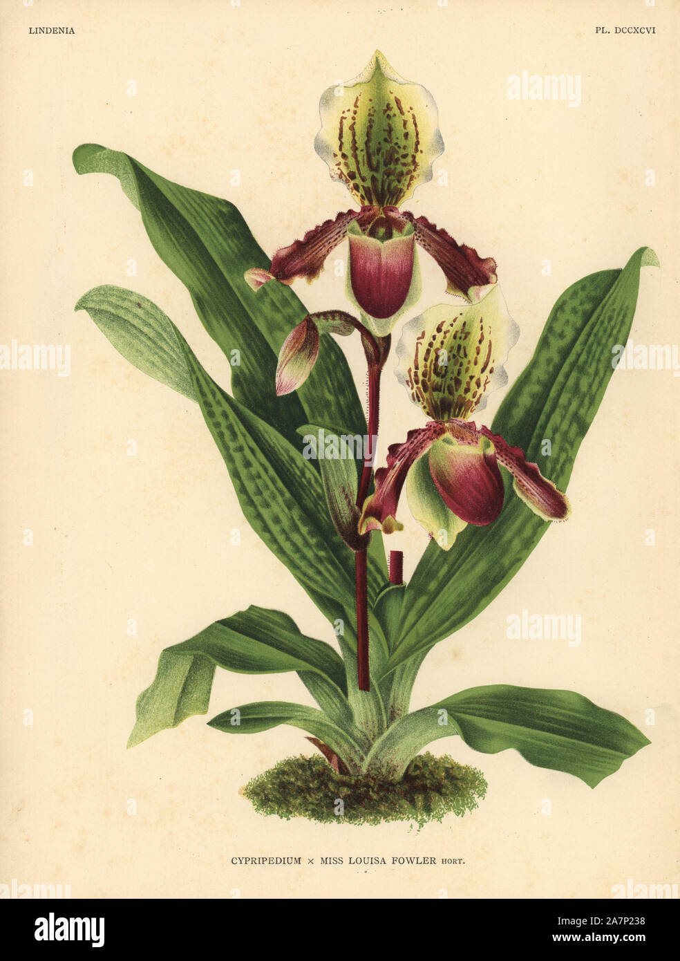 Miss Louisa Fowler's Cypripedium orchid. Botanical illustration in chromolithograph from Lucien Linden's 'Lindenia, Iconographie des Orchidees,' Brussels, 1903. Stock Photo