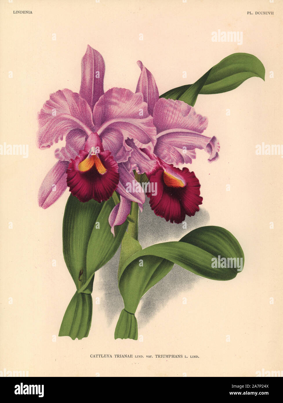 Triumphant variety of Cattleya trianae orchid. Botanical illustration in chromolithograph from Lucien Linden's 'Lindenia, Iconographie des Orchidees,' Brussels, 1903. Stock Photo