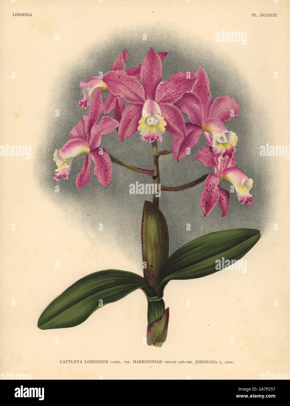 Harrisoniae variety of Cattleya loddigesi, Lindl., orchid. Botanical illustration in  chromolithograph from Lucien Linden's 'Lindenia, Iconographie des Orchidees,' Brussels, 1903. Stock Photo
