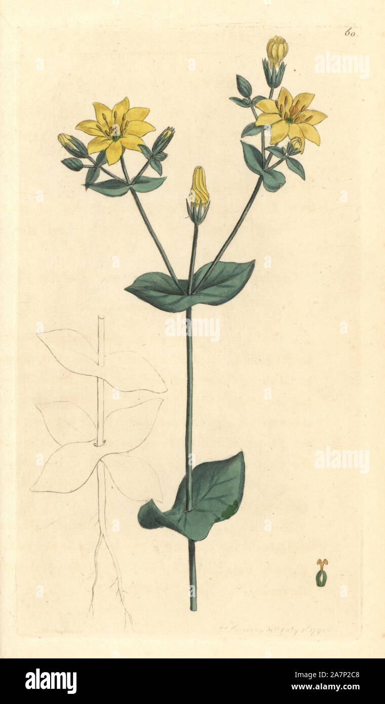 Yellow centaury or yellow-wort, Blackstonia perfoliata. Handcoloured copperplate engraving from a drawing by James Sowerby for Smith's 'English Botany,' London, 1791. Sowerby was a tireless illustrator of natural history books and illustrated books on botany, mycology, conchology and geology. Stock Photo