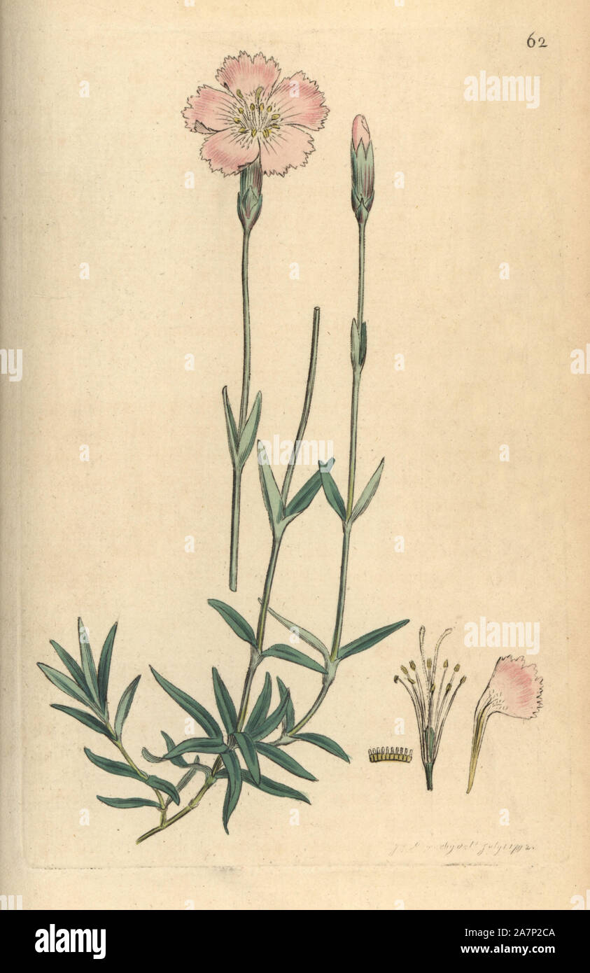 Mountain pink, Dianthus caesius. Handcoloured copperplate engraving from a drawing by James Sowerby for Smith's 'English Botany,' London, 1792. Sowerby was a tireless illustrator of natural history books and illustrated books on botany, mycology, conchology and geology. Stock Photo