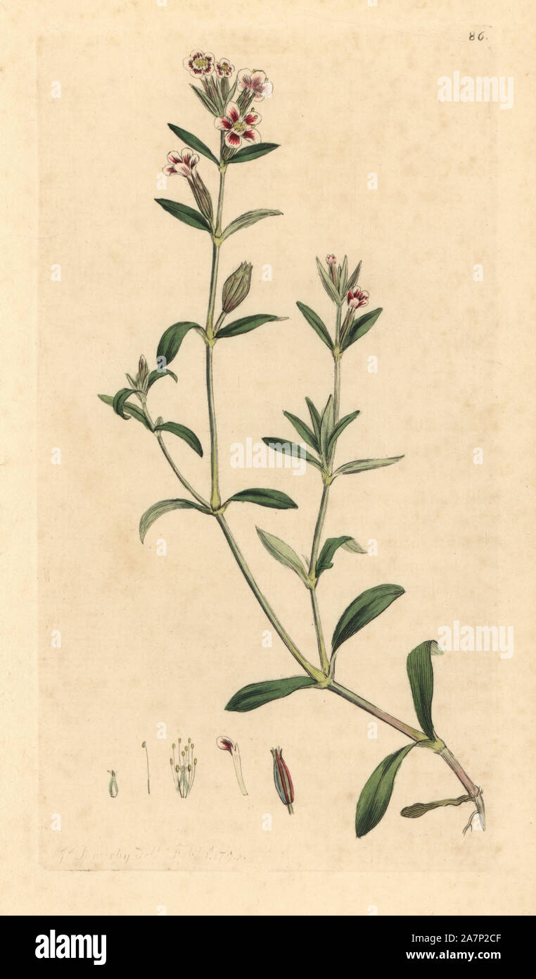 Variegated catchfly, Silene quinquevulnera. Handcoloured copperplate engraving from a drawing by James Sowerby for Smith's 'English Botany,' London, 1793. Sowerby was a tireless illustrator of natural history books and illustrated books on botany, mycology, conchology and geology. Stock Photo
