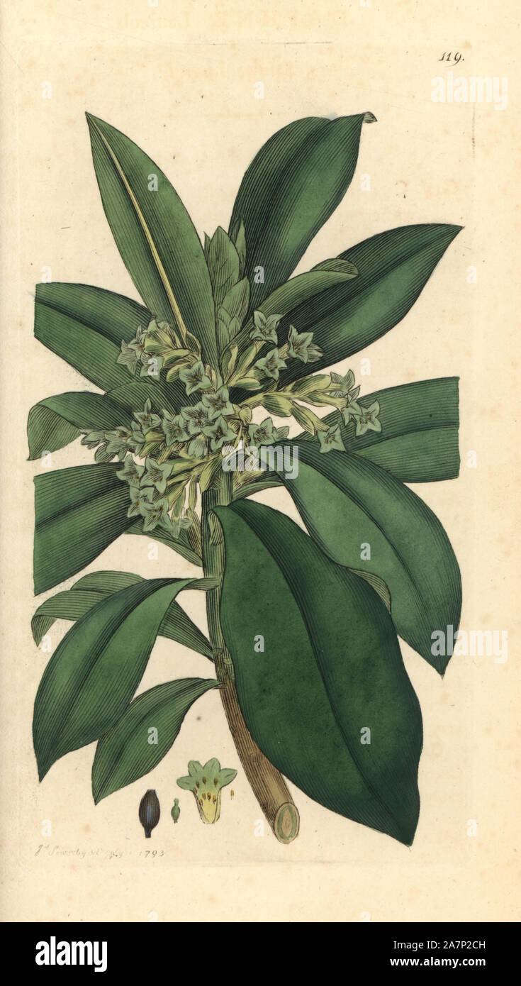 Spurge laurel, Daphne laureola. Handcoloured copperplate engraving from a drawing by James Sowerby for Smith's 'English Botany' (1793). Sowerby was a tireless illustrator of natural history books and illustrated books on botany, mycology, conchology and geology. Stock Photo