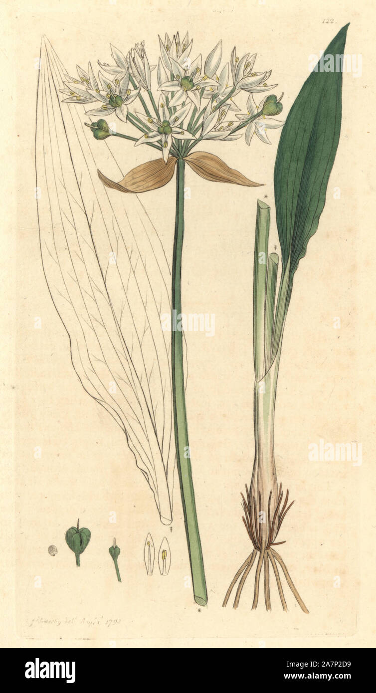 garlic flower illustration