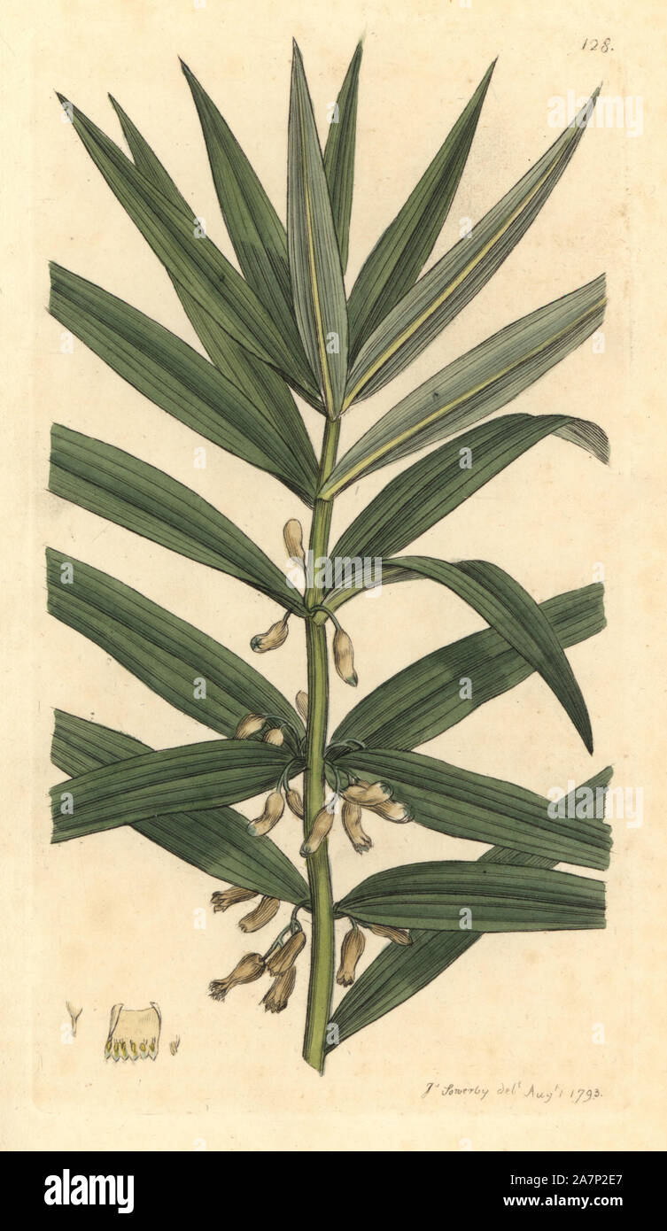 Narrow-leaved Solomon's seal, Polygonatum verticillatum. Handcoloured copperplate engraving from a drawing by James Sowerby for Smith's 'English Botany,' London, 1793. Sowerby was a tireless illustrator of natural history books and illustrated books on botany, mycology, conchology and geology. Stock Photo