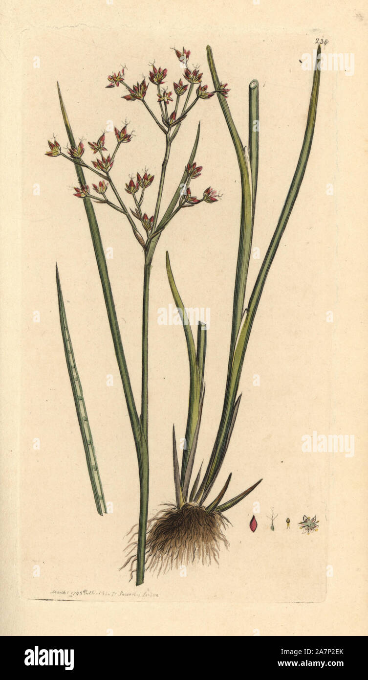 Rushes Plant Drawing