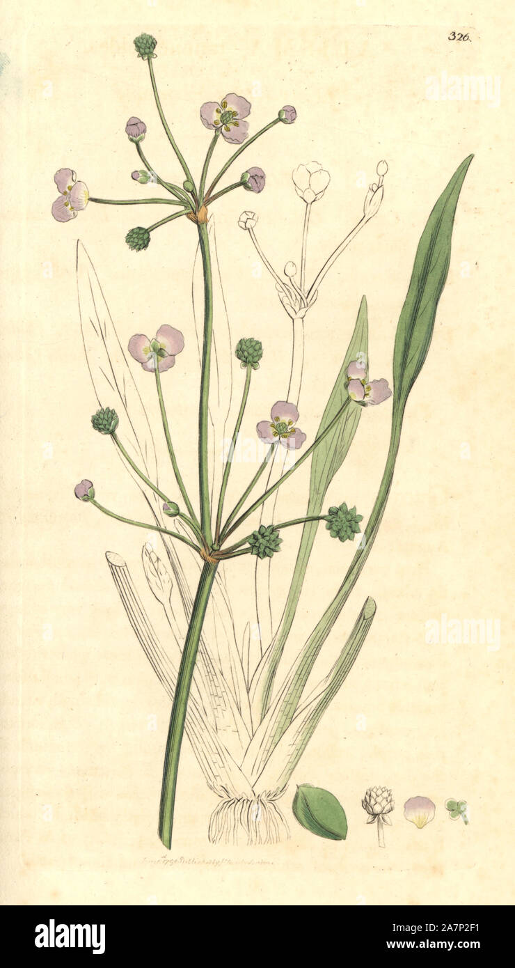 Lesser water plantain, Baldellia ranunculoides. Handcoloured copperplate engraving from a drawing by James Sowerby for Smith's 'English Botany,' London, 1796. Sowerby was a tireless illustrator of natural history books and illustrated books on botany, mycology, conchology and geology. Stock Photo