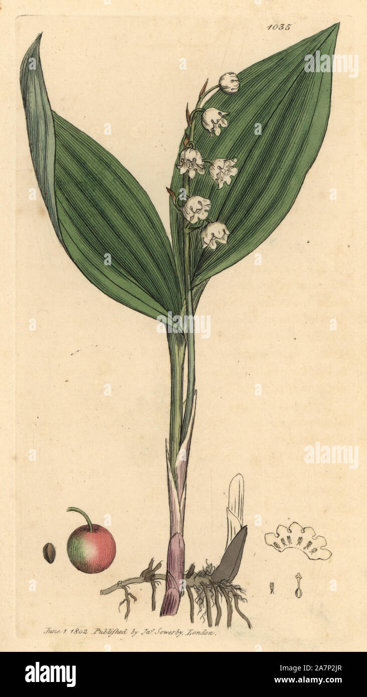 Lily Of The Valley Drawing High Resolution Stock Photography And Images Alamy