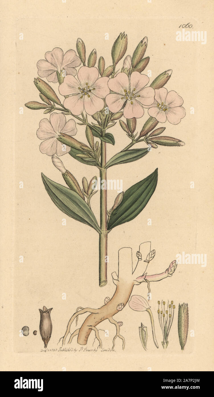 Soapwort, Saponaria officinalis. Handcoloured copperplate engraving from a drawing by James Sowerby for Smith's 'English Botany,' London, 1802. Sowerby was a tireless illustrator of natural history books and illustrated books on botany, mycology, conchology and geology. Stock Photo