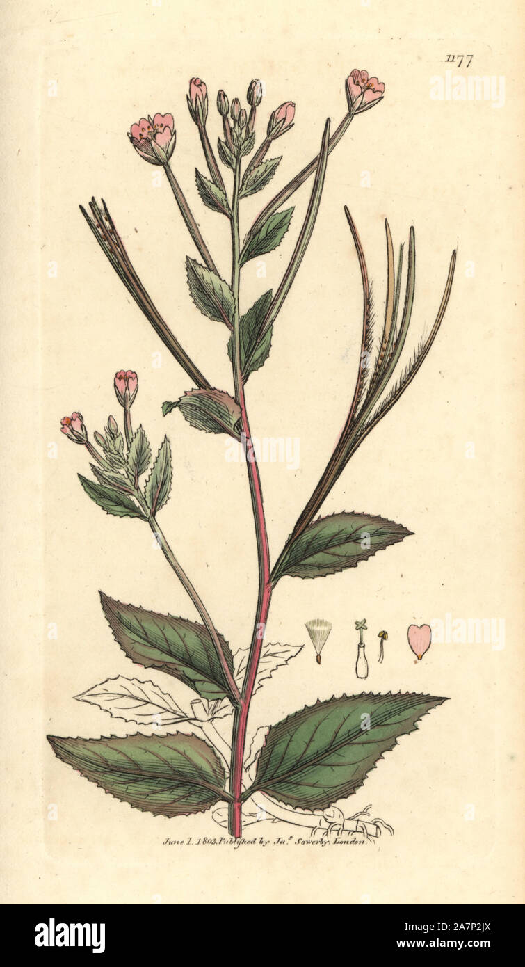 Broad smooth-leaved willowherb, Epilobium montanum. Handcoloured copperplate engraving from a drawing by James Sowerby for Smith's 'English Botany,' London, 1803. Sowerby was a tireless illustrator of natural history books and illustrated books on botany, mycology, conchology and geology. Stock Photo