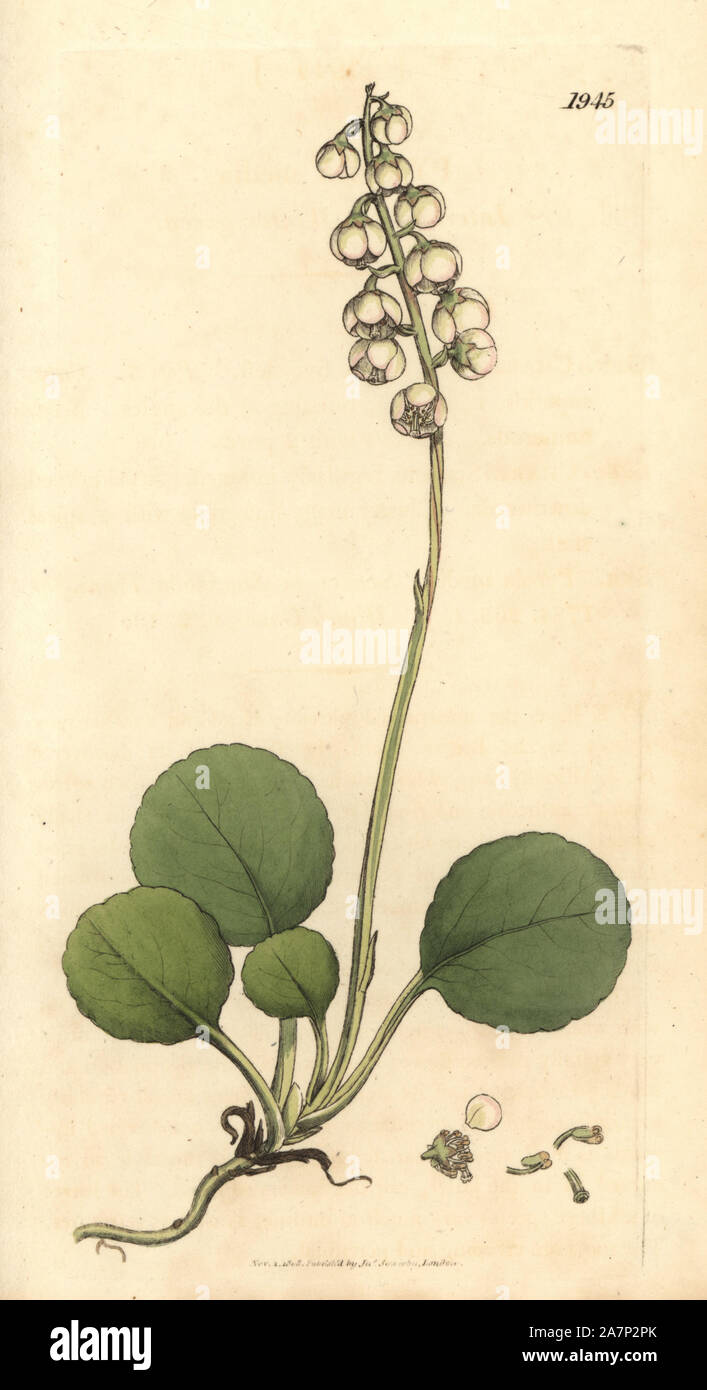 Intermediate wintergreen, Pyrola media. Handcoloured copperplate engraving from a drawing by James Sowerby for Smith's 'English Botany,' London, 1808. Sowerby was a tireless illustrator of natural history books and illustrated books on botany, mycology, conchology and geology. Stock Photo
