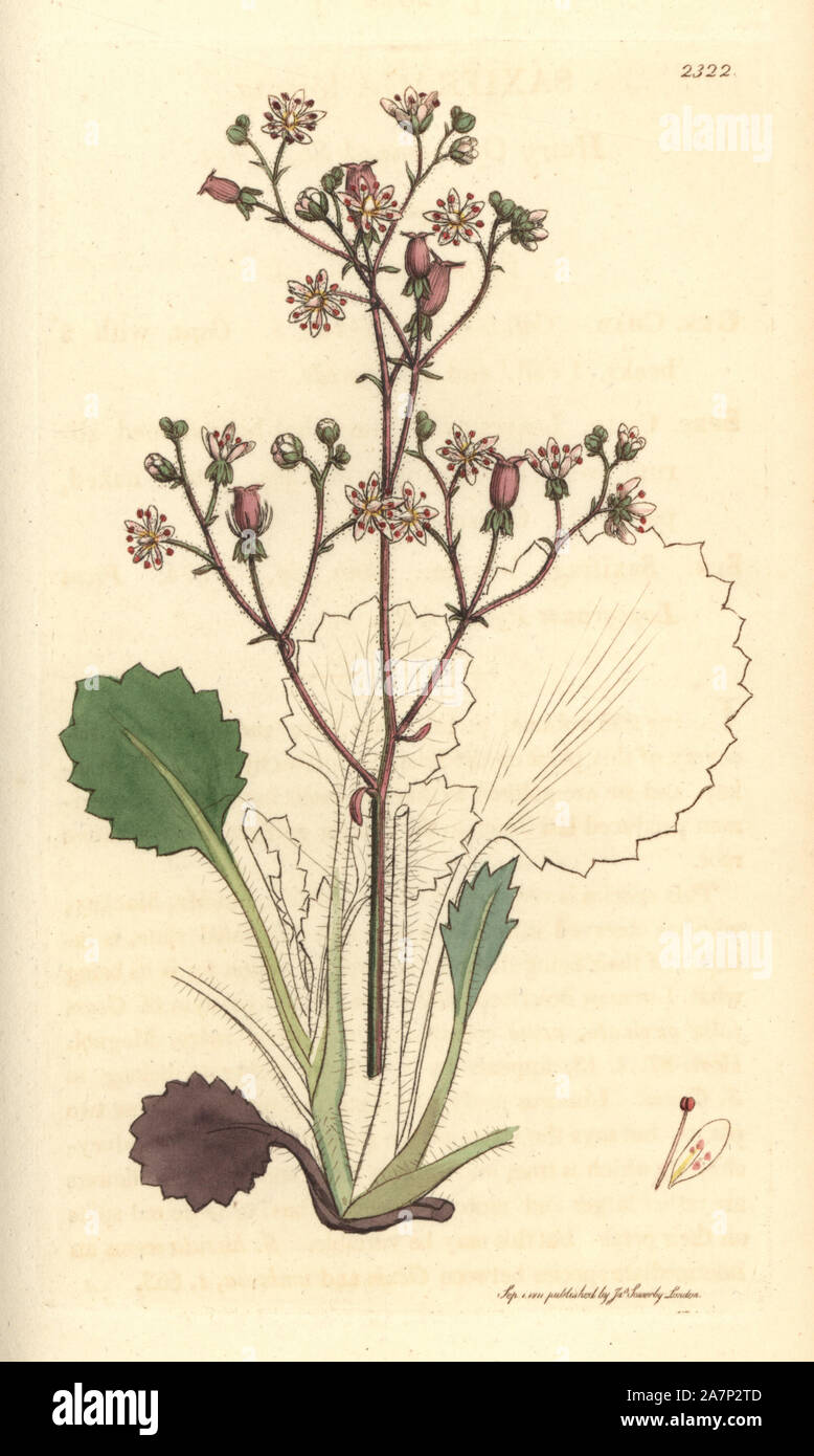 Hairy oval-leaved or kidney saxifrage, Saxifraga hirsuta. Handcoloured copperplate engraving from a drawing by James Sowerby for Smith's 'English Botany,' London, 1811. Sowerby was a tireless illustrator of natural history books and illustrated books on botany, mycology, conchology and geology. Stock Photo