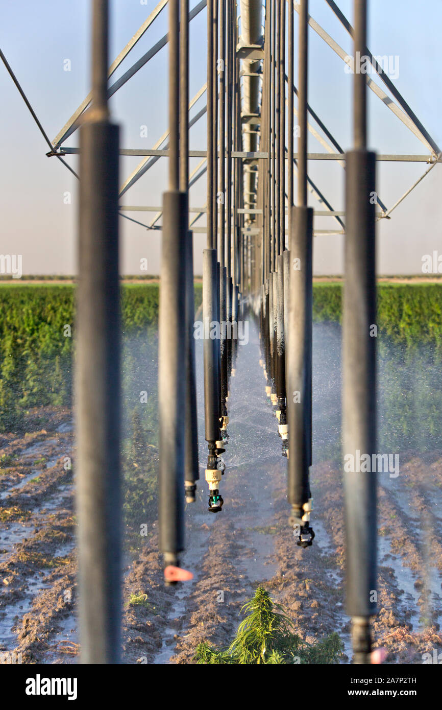 Sprinklers, Linear Irrigation System, operating in Hemp  field 'Frosted Lime' strain, Cannabis sativa. Stock Photo