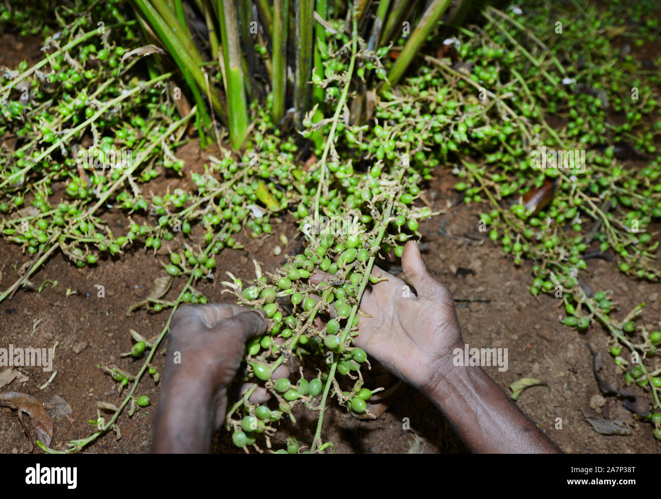 A Cardamom farm in Cardamom hills in Kerela, India Stock Photo Alamy