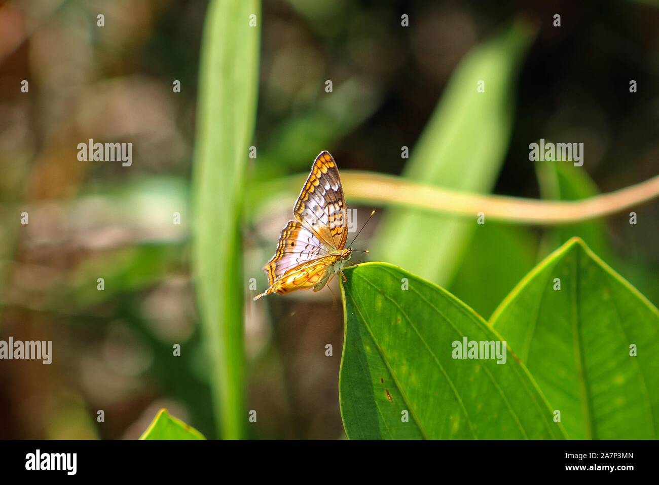 white peacock butterfly in the swamp grass Stock Photo - Alamy