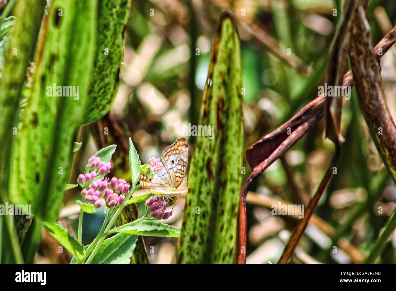 white peacock butterfly in the swamp grass Stock Photo - Alamy
