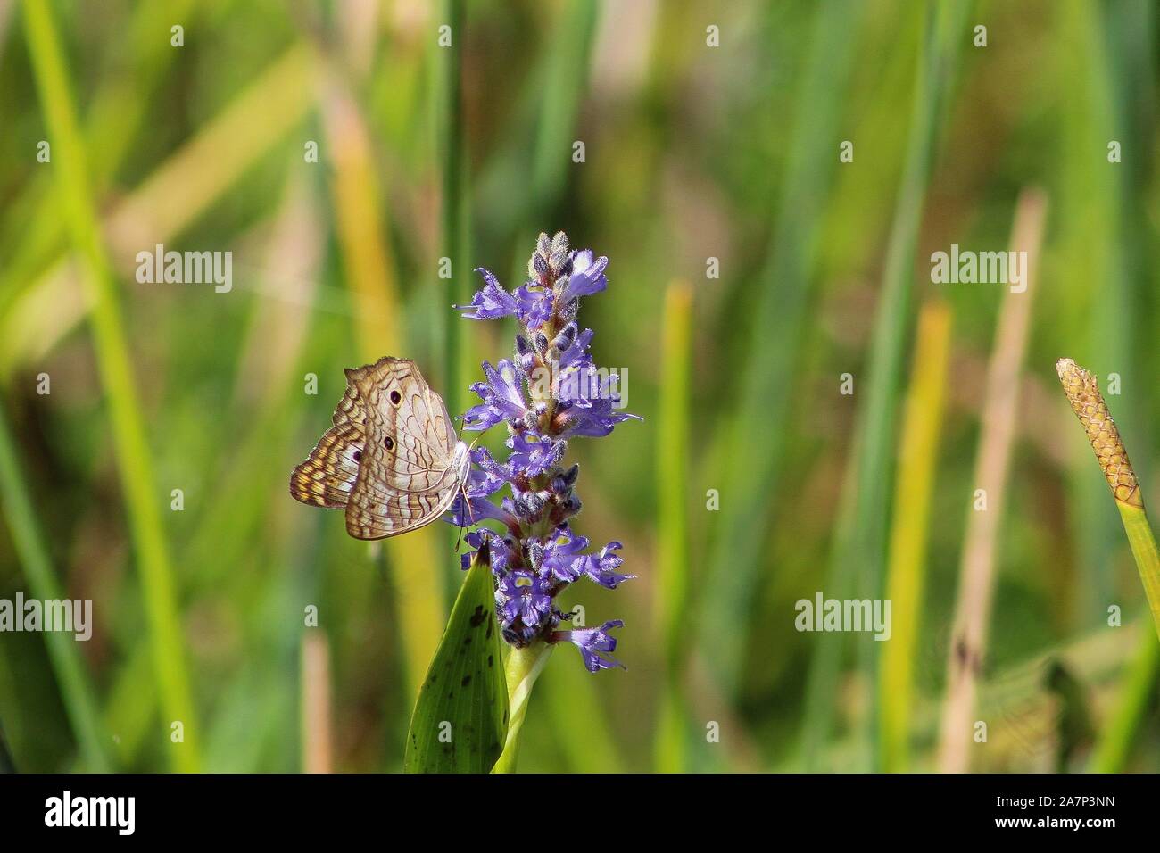 white peacock butterfly in the swamp grass Stock Photo - Alamy