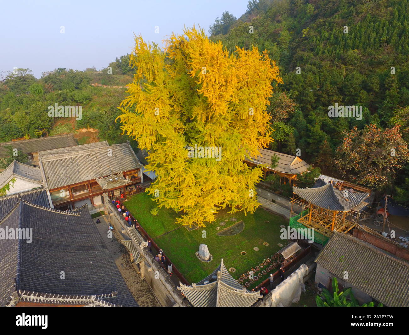 An Aerial View Of The Ancient Ginkgo Tree With Golden Leaves At The An Aerial View Of The Ancient Ginkgo Tree With Golden Leaves At The